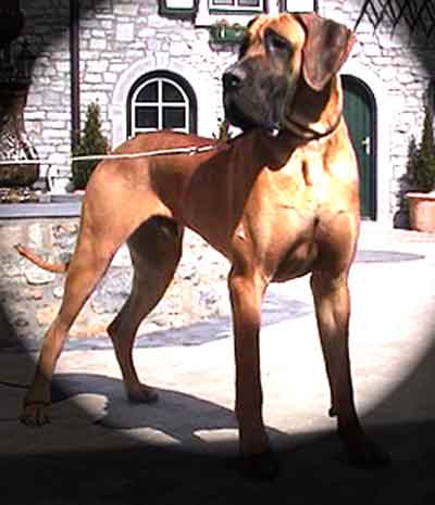 Angus Des Terres De La Rairie