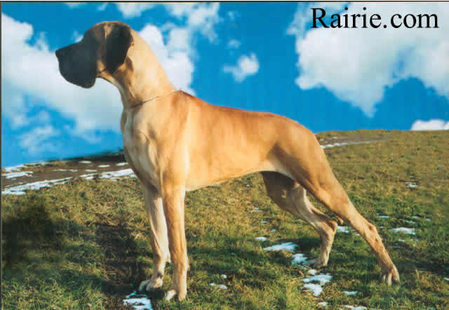 Perle d'or Des Terres De La Rairie