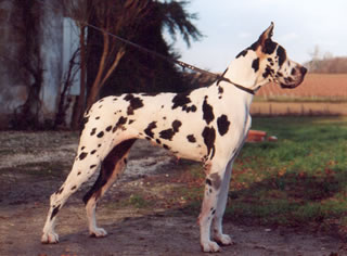 CH. Diwana Des Terres De La Rairie