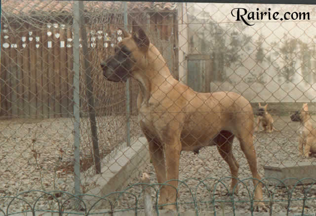 Beauty nane Des Terres De La Rairie