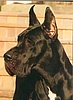 CH. Gotha Des Terres De La Rairie