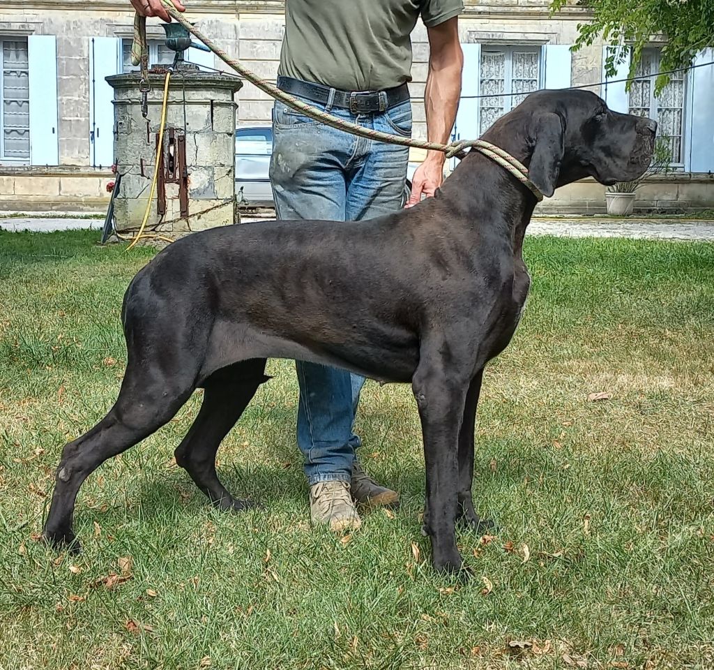 Pietrapreziosa Del Dominio Occitano