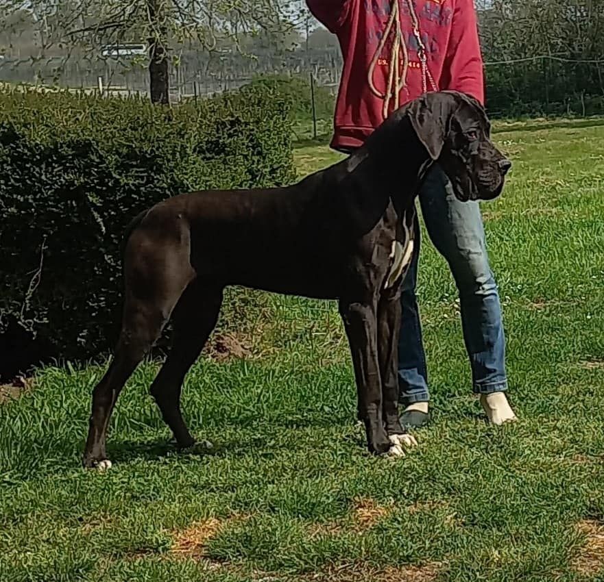 Sagace des Ombelles