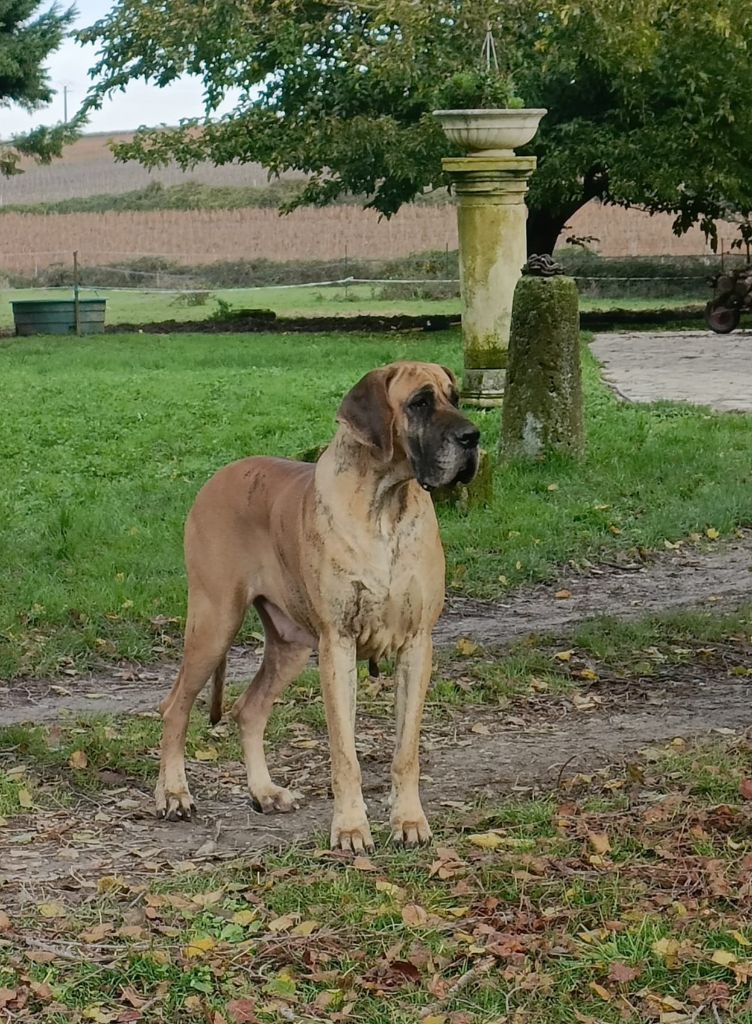 CH. Rasoherina Des brumes de la vallée du cher